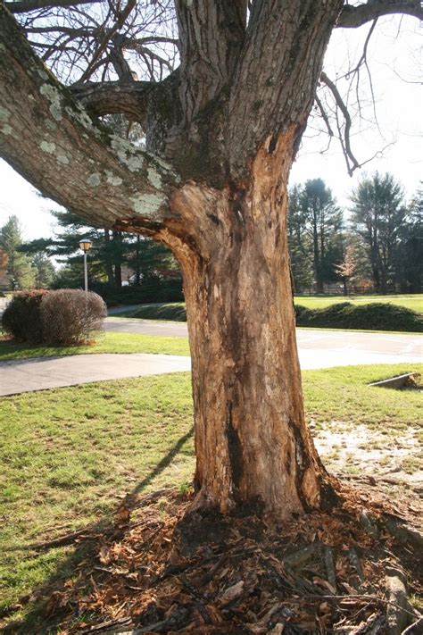 Maple Tree Bark Disease Diseases On Maple Trunk And Bark Dummer ゛☀