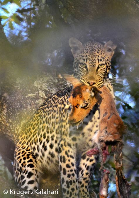 Photographing Leopards One Of Africas Most Elusive Animals Kruger