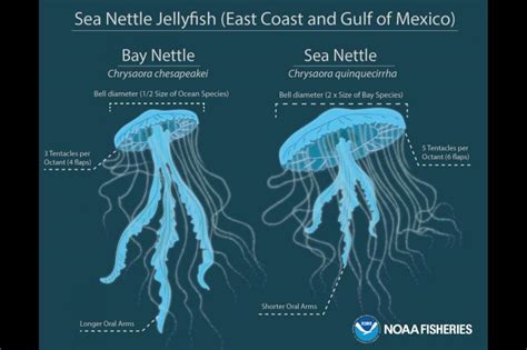 X Ray Mag New Jellyfish Species Discovered In Chesapeake Bay