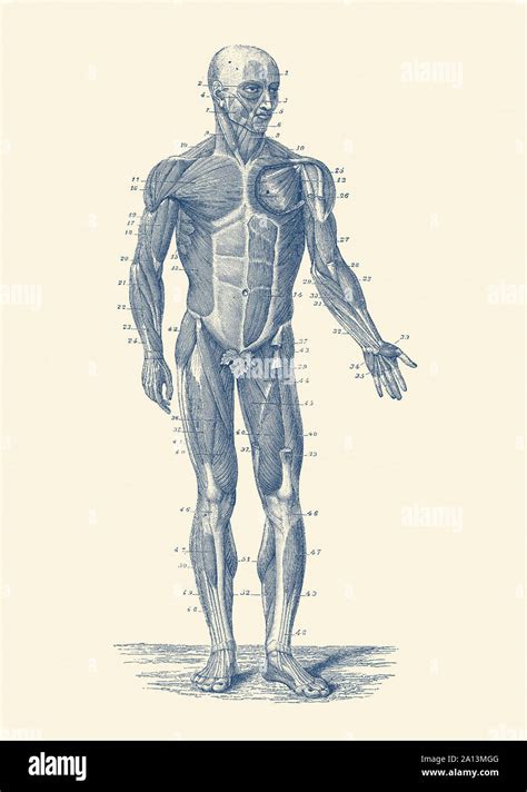 40 Human Muscle Anatomy Posters Male Torso Muscles Art Muscular System Structure Print
