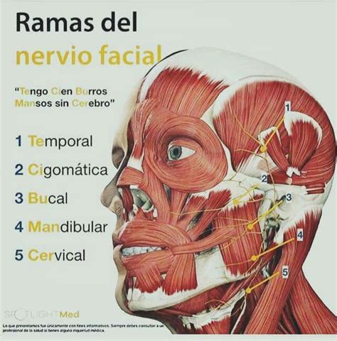 Pin De Olga Cherry En Tips Nervio Facial Anatomia Y Fisiologia