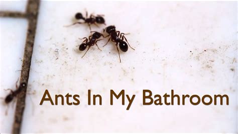 Ants In My Bathroom Video Youtube