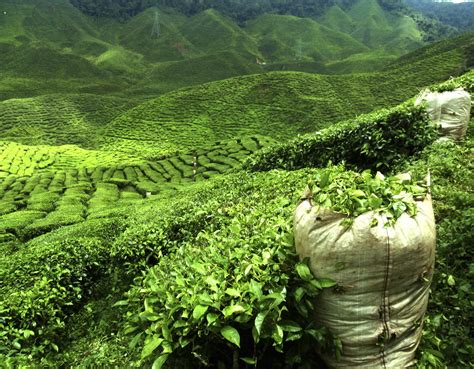 Indias Best Tea Plantation Hotels ⋆ Greaves India