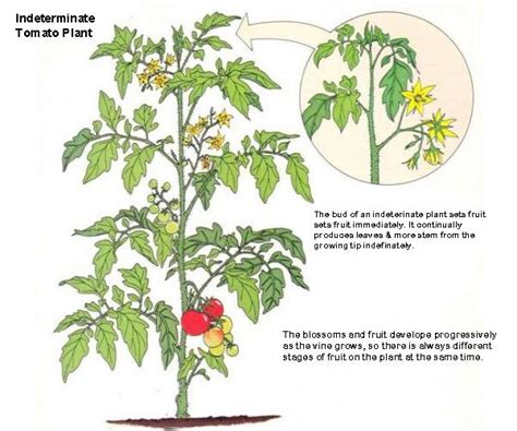 Mid Sun Community Garden Blog Tomato Pruning