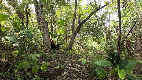 Jual ayam hutan pikat, f1,f2 rantauprapat, september 2018. Ayam hutan Aceh # Mikat di Lamteuba - YouTube