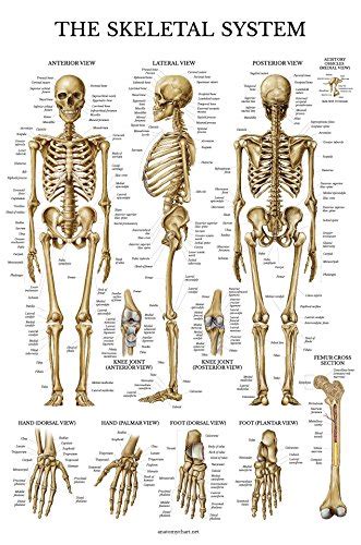 The 10 Best Skeletal System Anatomy 2022 Ultimate Review And Buying