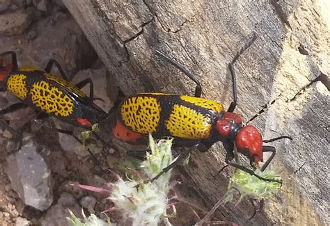 Iron Cross Blister Beetles Mating And Eating Whats That Bug