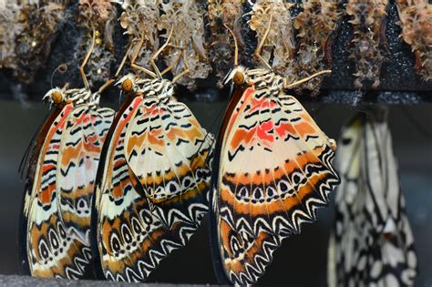 Free Images Nature Wing Wildlife Insect Macro Butterfly Hanging