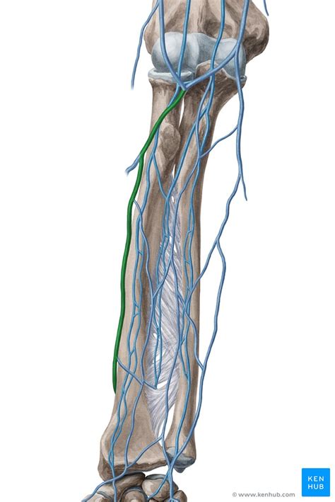Veins Of The Upper Limb Anatomy Kenhub