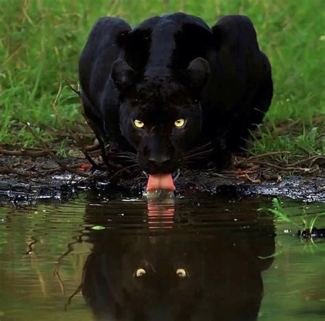 Black Jaguar Swimming Caught On Camera In Rare Moment