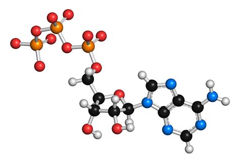 Atp Molecule Parts