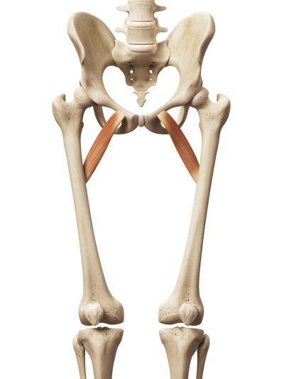 Groin Muscle Anatomy Hip Pain Explained Including Structures