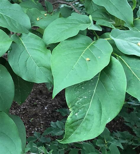 Leaves are the most reliable way to identify a tree, since they're found on or beneath the tree all year. Japanese tree lilac | UMass Amherst Greenhouse Crops and ...