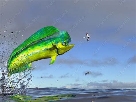 Mahi Mahi Dolphinfish Jumping To Catch Flying Fished In Ocean 3d Render