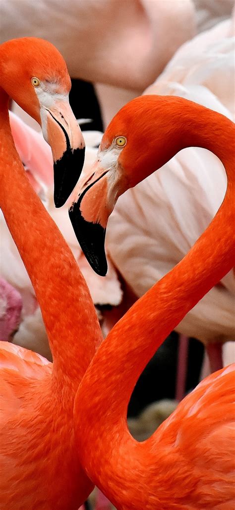 Flamingo Bird Wallpaper
