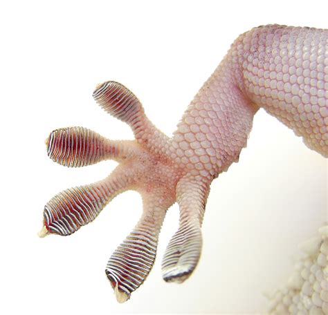 Inspired By Gecko Toes Scientists Invent New Adhesive