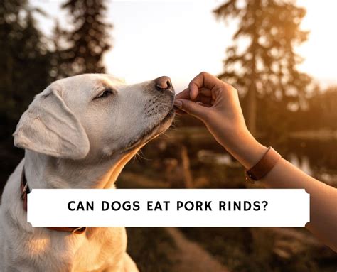 This is a bit of a shady area and the answer is a bit more complicated than a straight out yes or no. Can Dogs Eat Pork Rinds & Is It Safe? (2021) - We Love Doodles