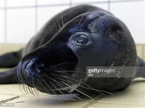 Zeehond Photos And Premium High Res Pictures Getty Images