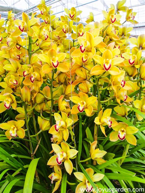 Cymbidium Orchid Growing Orchid Flowers