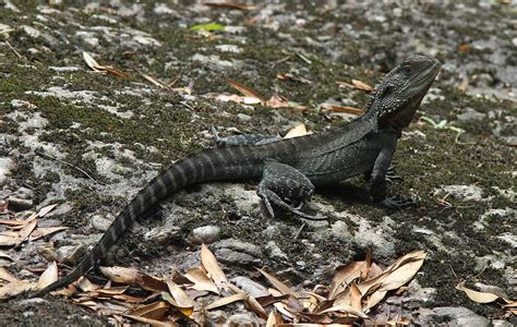 Water dragon nation needs our help! File:Aust Gippsland Water Dragon, Physignathus lesueurii ...