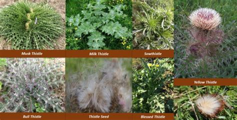 Identifying And Controlling Thistles In Pastures Mississippi State