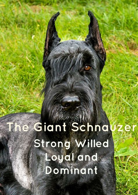 giant schnauzer  loyal large hypoallergenic dog