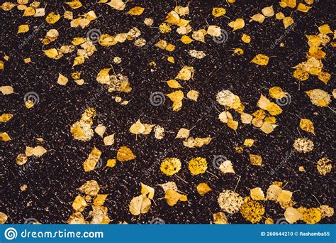 Wet Asphalt After Rain With Yellow Foliage Fallen Autumn Leaves On The