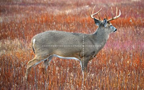 Deer Anatomy For Hunting