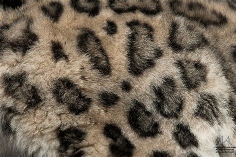 Snow Leopard Fur Pattern