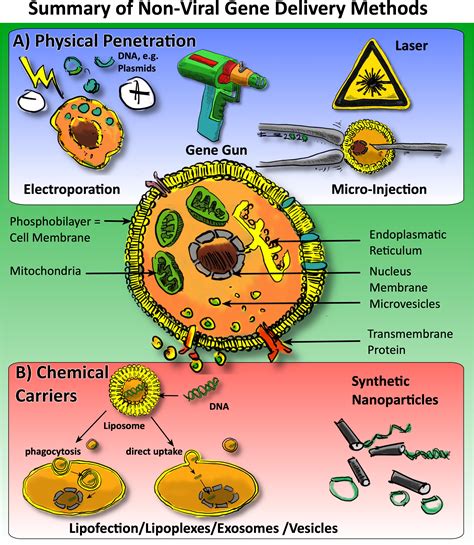 Frontiers | Non-viral Gene Delivery Methods for Bone and Joints