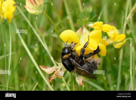 Reintroduced Short Haired Bumblebee Bombus Subterraneus Nectaring On