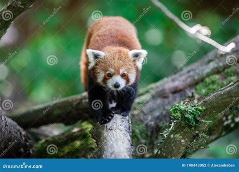 Red Panda In The Forest Stock Photo Image Of Bamboo 190443052