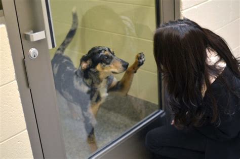 Animal Shelters Adopt A Pet Michigan Humane
