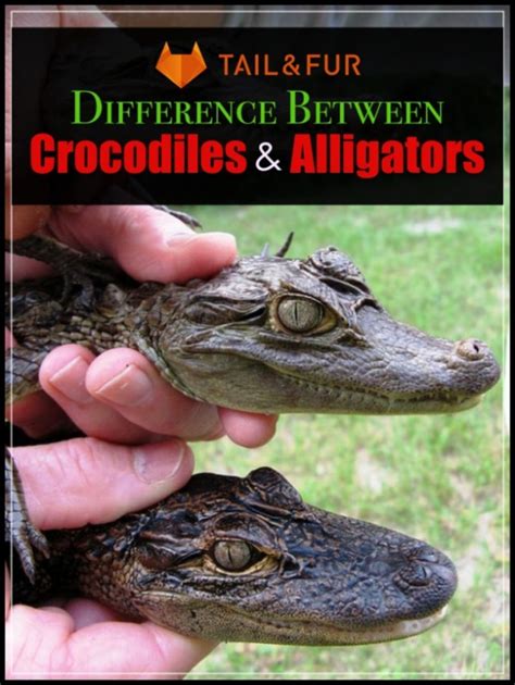 One major difference between alligator and crocodile species is their snouts. Know the Difference Between Crocodiles And Alligators