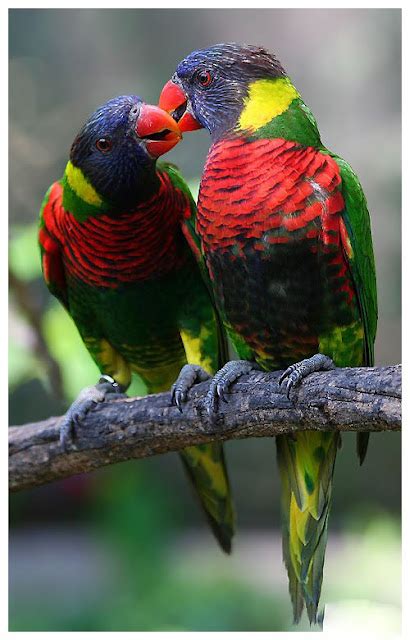 Get Images Colorful Love Birds