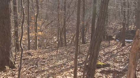 Check spelling or type a new query. How to Survive Getting Lost in the Woods | Inside Edition
