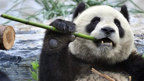 Scientists Discover Ancient Type Of Panda In Fossil Cbbc Newsround