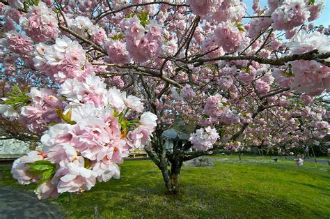 During the cherry blossom festival. Yoshino Cherry Tree 4 Ft will make blooms this spring! WOW!