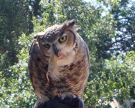Great Horned Owl Eating 2 The Handler From The Universit Flickr