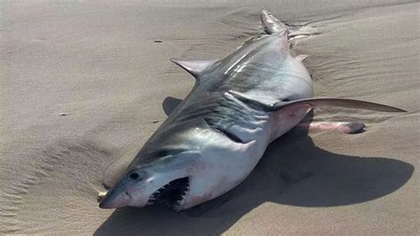 Dead Shark Believed To Be Great White Washes Ashore On Long Island