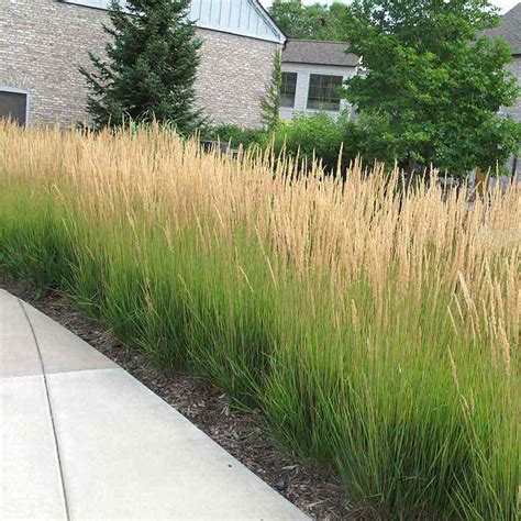 Privacy Landscaping Modern Landscaping Front Yard Landscaping Low