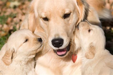 How Do Mother Dogs Show Affection To Puppies