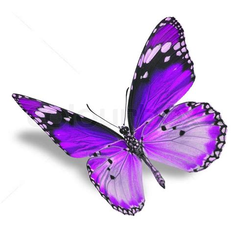 Beautiful Purple Butterfly Flying Stock Photo