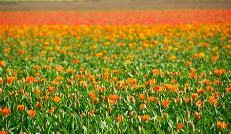Fields foods is locally owned, locally operated, and locally focused grocery story committed to creating an inspired shopping experience for our customers. Most-Photographed Dutch Flower Fields - World for Travel
