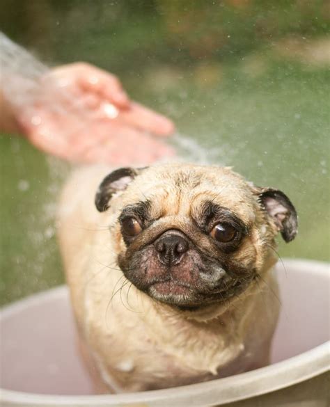 Dog Taking A Shower Stock Image Image Of Funny Bath 31684907