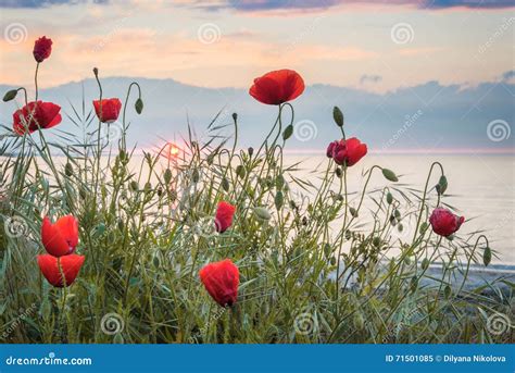 Poppies On The Sea Shore At Sunrise Stock Image Image Of Landscape