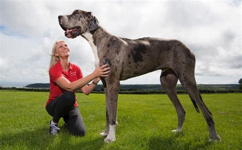 This Massive Great Dane Could Be The Worlds New Top Dog Three Year Old