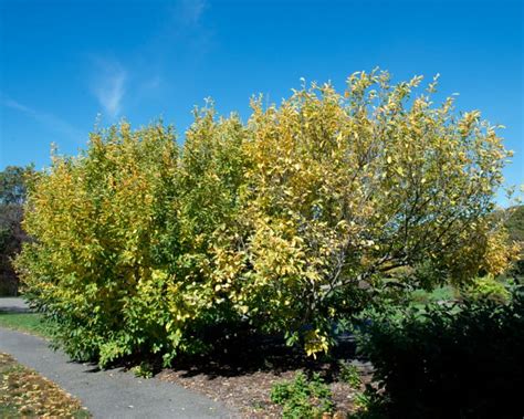 22 Stunning Witch Hazel Tree Varieties ProGardenTips