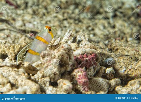 Goby Fish Stock Image Image Of Holiday Gobies Black 39825511