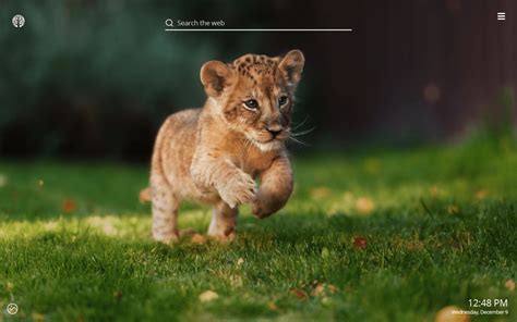 Baby Lion Wallpapers Wallpaper Cave